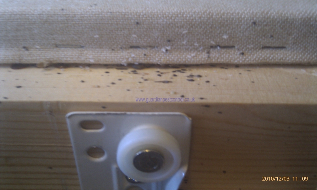  Bed bug droppings