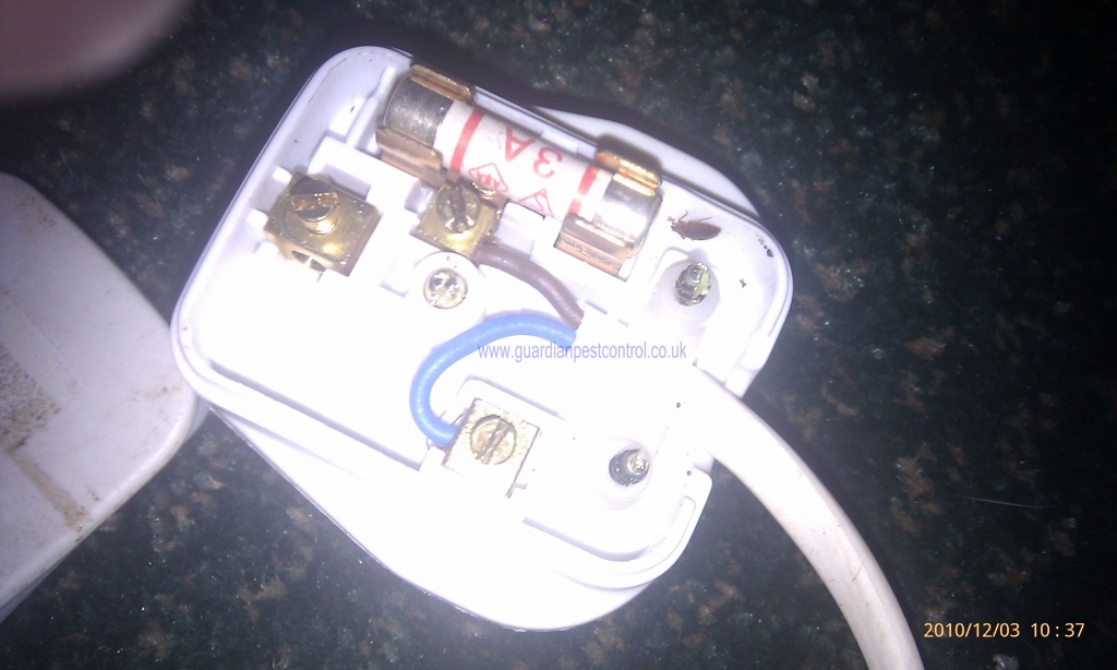  A bedbug in a plug