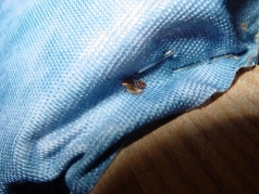 Bed Bug cluster by a bed mattress staple
