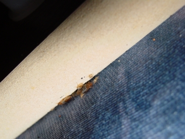 Bed bugs by headboard