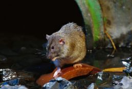  A Brown Rat