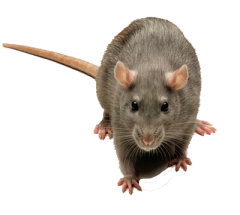 A Taunton Brown Rat