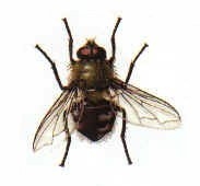 Cluster Fly