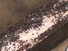 Cluster Fly in a roof space