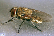 Cluster fly