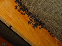 Cluster Fly in a Loft