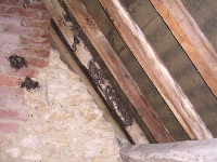  Cluster Fly Gathering in a loft