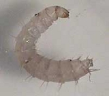 Flea Larvae