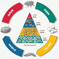 The Life cycle of fleas