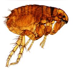 The Flea