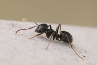 The Garden Ant