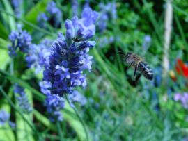 The Honey Bee
