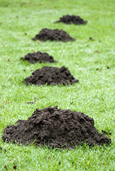 Mole hills