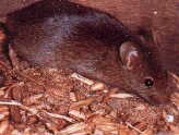 House Mouse