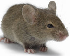 The House Mouse