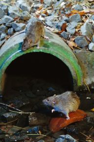  Brown Rats near a sewer