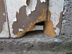 Rat damage to a door