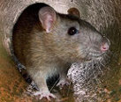 The Brown Rat