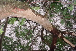  Tree bark damage