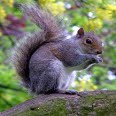 The Grey Squirrel