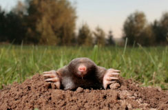 A mole emerging from a mole heap
