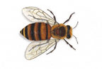 The Honey Bee
