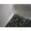 Bedbugs gathering in cracks by the bed haed