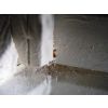 Bed bugs by a crack in electrical conduit