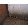 Rat gnawing at the door