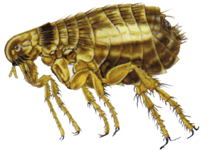  The cat Flea