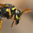  A wasp