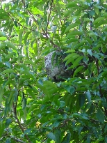  Wasp Nest in a hedge.