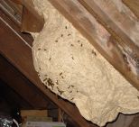  A wasp nest in a loft.