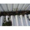 Leaves and small trees in the guttering