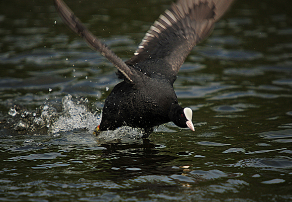 coot