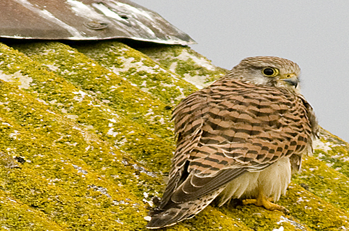 Kestrel