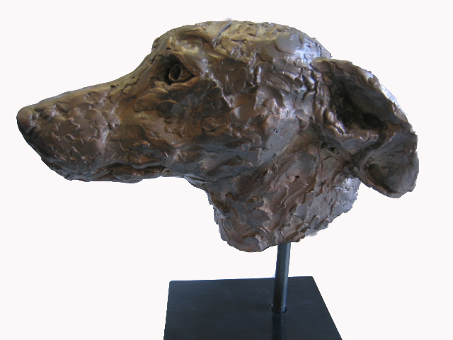 Whippet Study