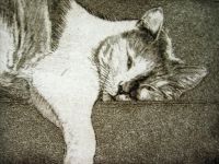 Molly Dicker - Cat