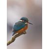 Lovely plumage
