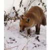 Snow business