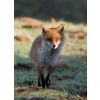 Fox in the box