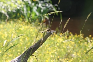 Stunning Wildlife