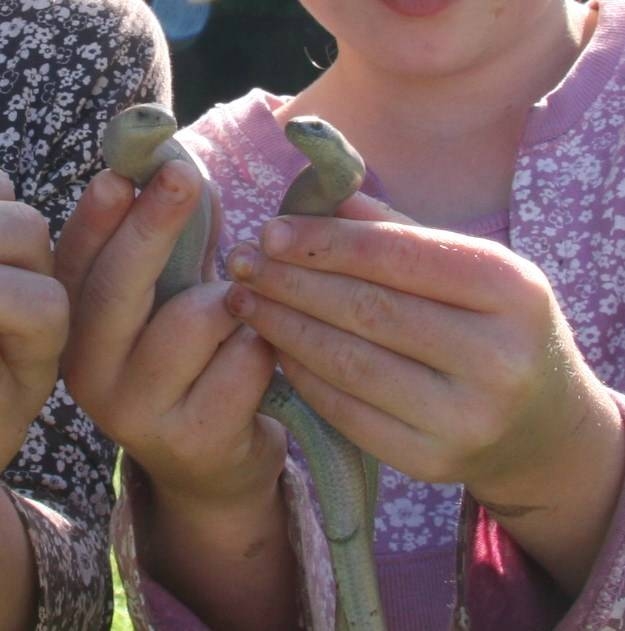  Friendly Slow Worms