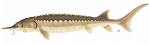 Sturgeon are great fun to catch - they nearly always leap out of the water when you hook them - WOW!