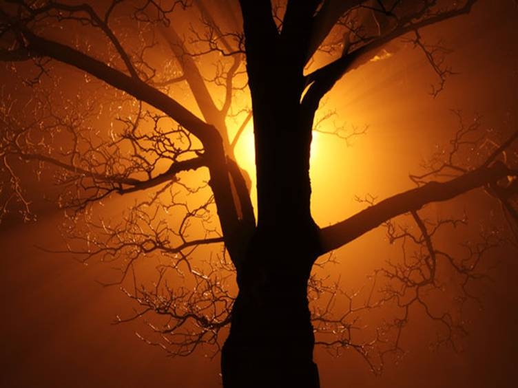 TREES2