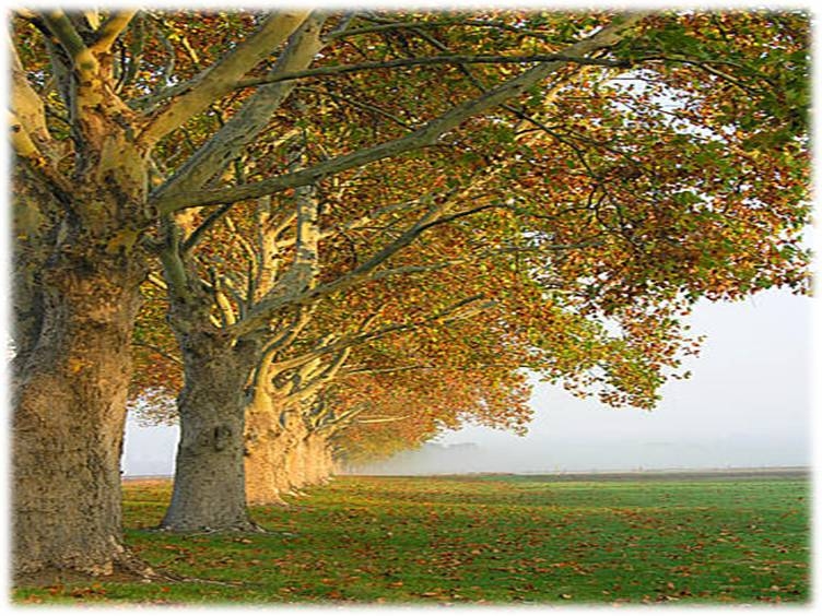 TREES