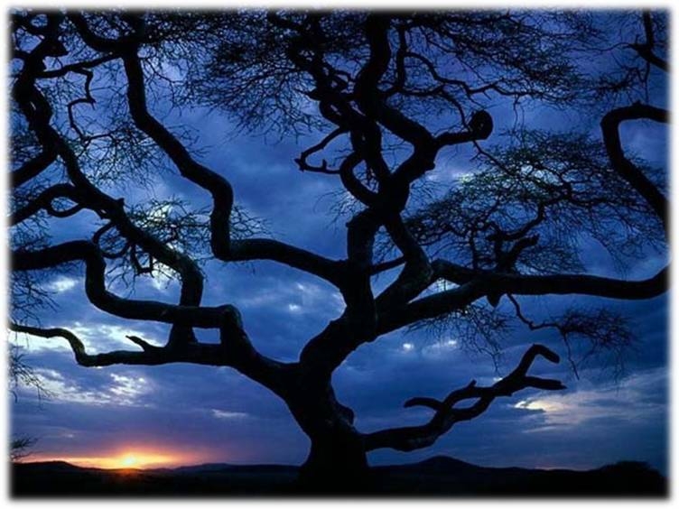 TREES