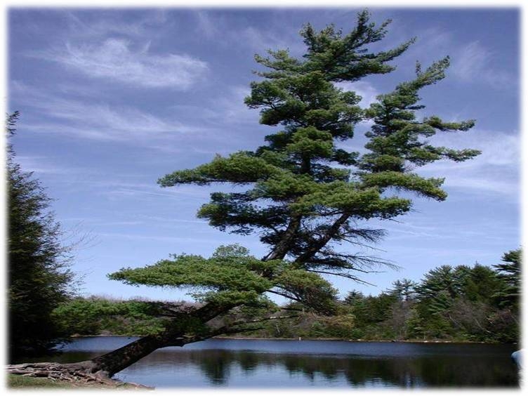 TREES