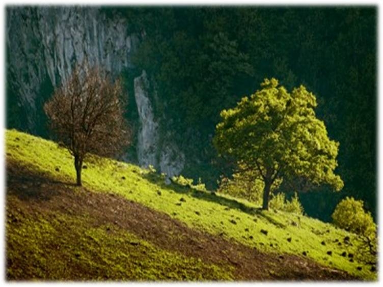 trees