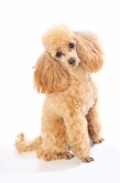 dashinghounds.org.uk Home Page